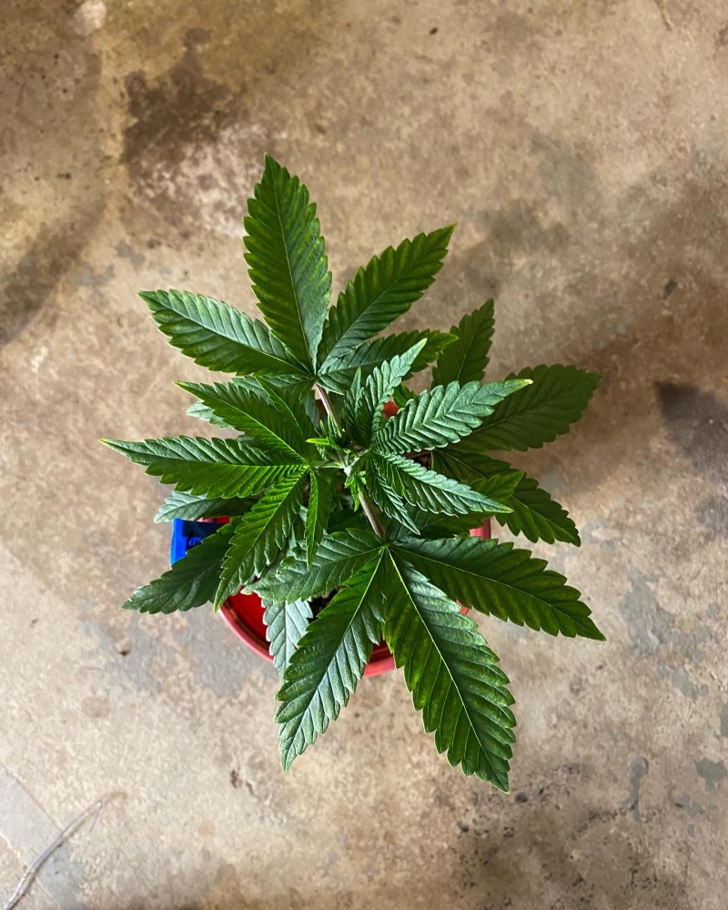 5207A2A3-A38A-4B82-B5F3-BCAE69EE4E91