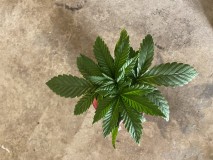 5781AF11-51CD-4C5E-B68A-FBC9D36E2E52