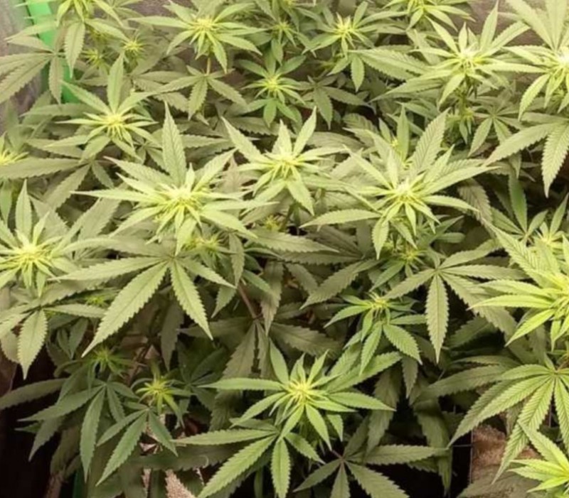 Screenshot_20230101-112113_DuckDuckGo