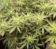 Screenshot_20230101-112113_DuckDuckGo