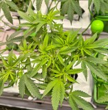 980658B9-0A77-46A1-A093-563F37E6D3D2