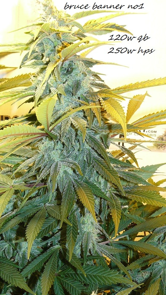 drobes bud porn! 006