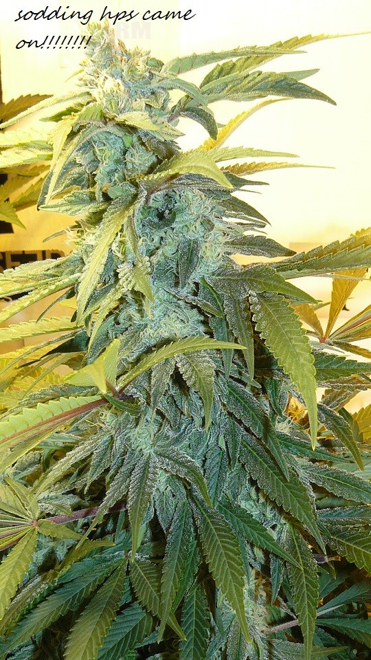 drobes bud porn! 007