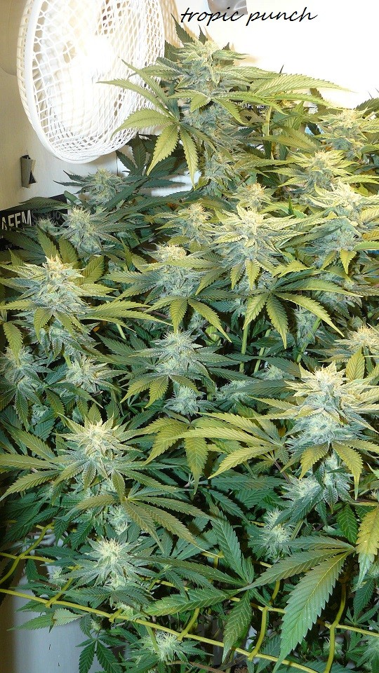 drobes bud porn! 008