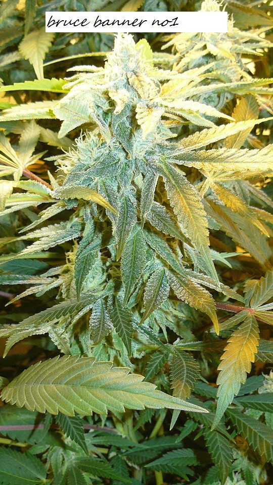 drobes bud porn! 011