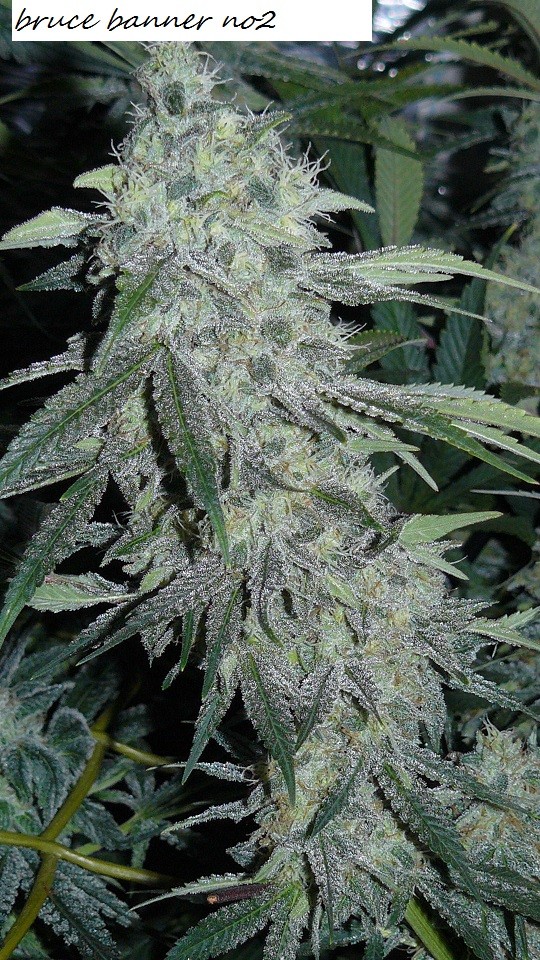 drobes bud porn! 015