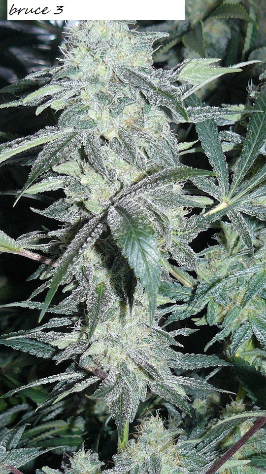 drobes bud porn! 017