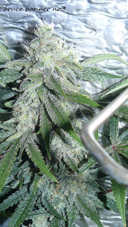 drobes bud porn! 018