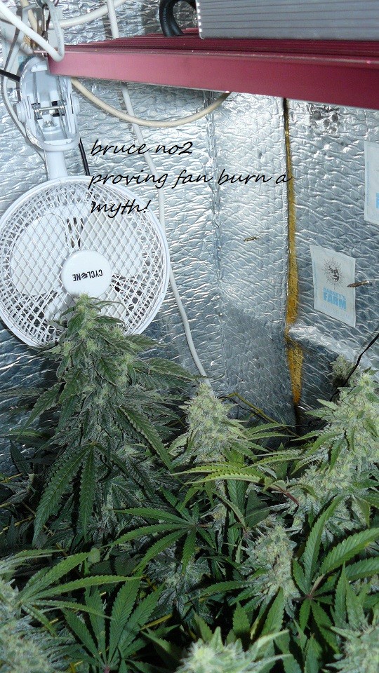 drobes bud porn! 020