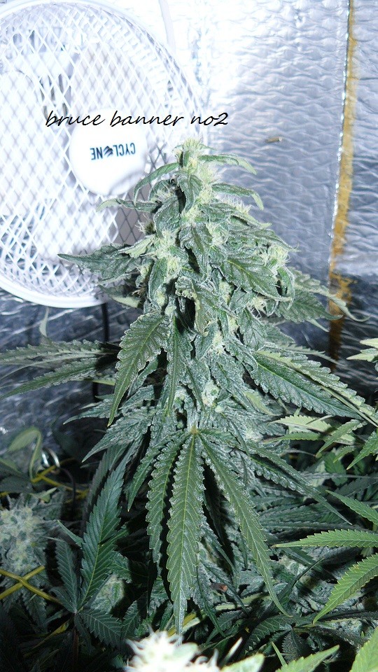 drobes bud porn! 021