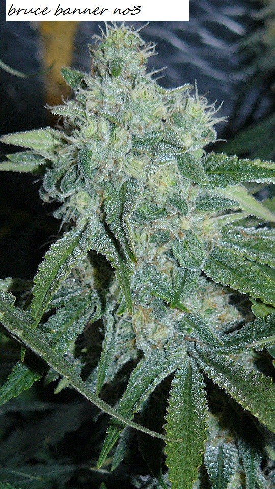 drobes bud porn! 027