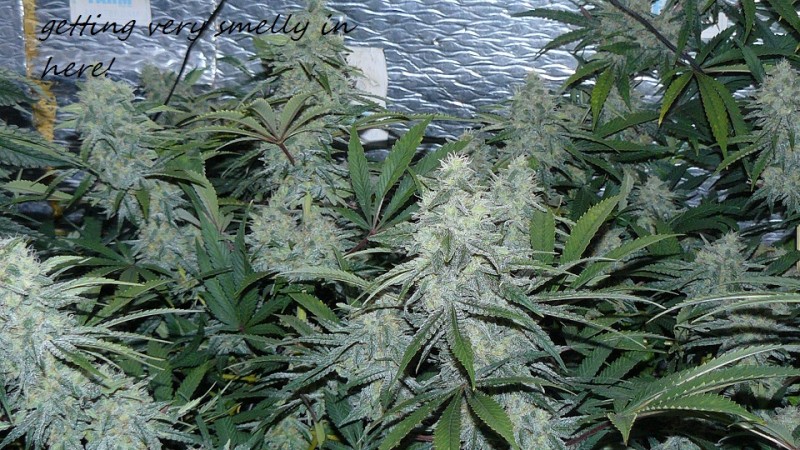 drobes bud porn! 030