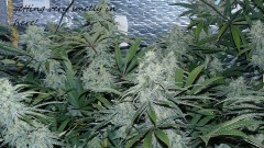 drobes bud porn! 030