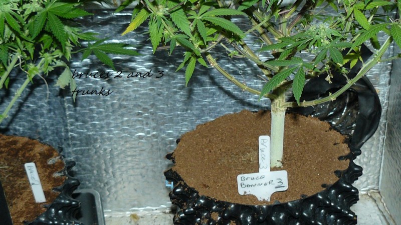 drobes bud porn! 032