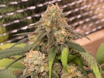 B9AF79FA-0A3A-4735-9390-5D98335BB78A