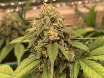 F8F71533-13C4-4F43-9DCF-DA57F90BBBF0