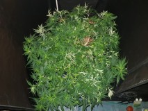 Agent orange 3 months ish veg