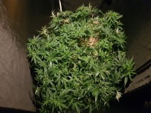 Agent orange 3 months ish veg