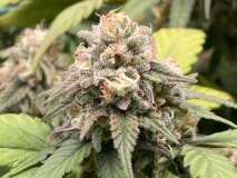 1C659FE3-FE7F-4753-900A-F37AC016A8B8