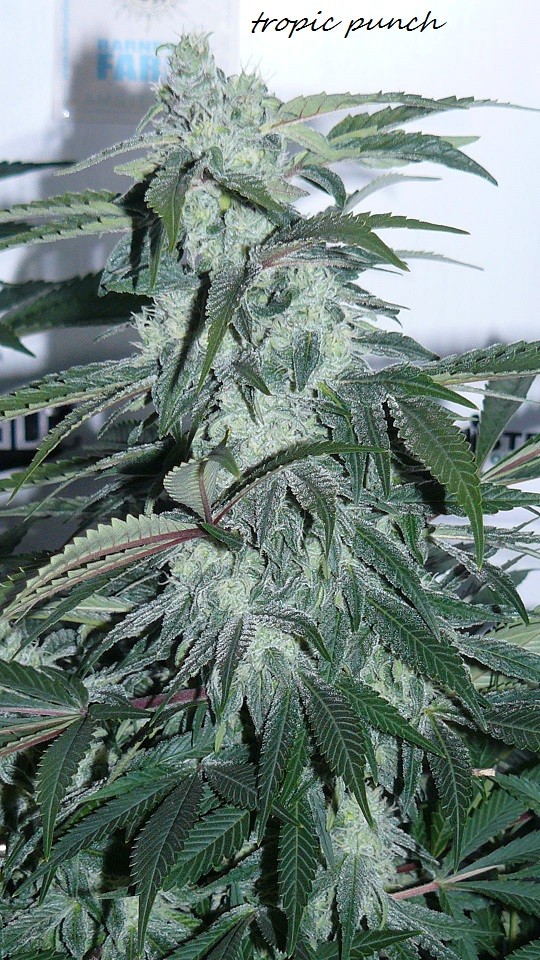 drobes light out! 002