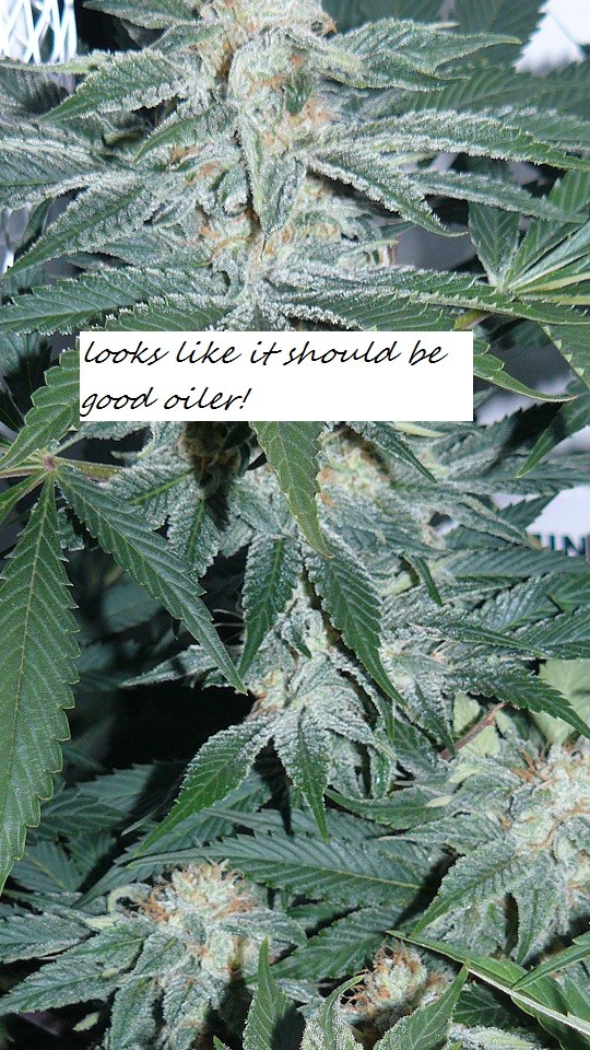 drobes light out! 003