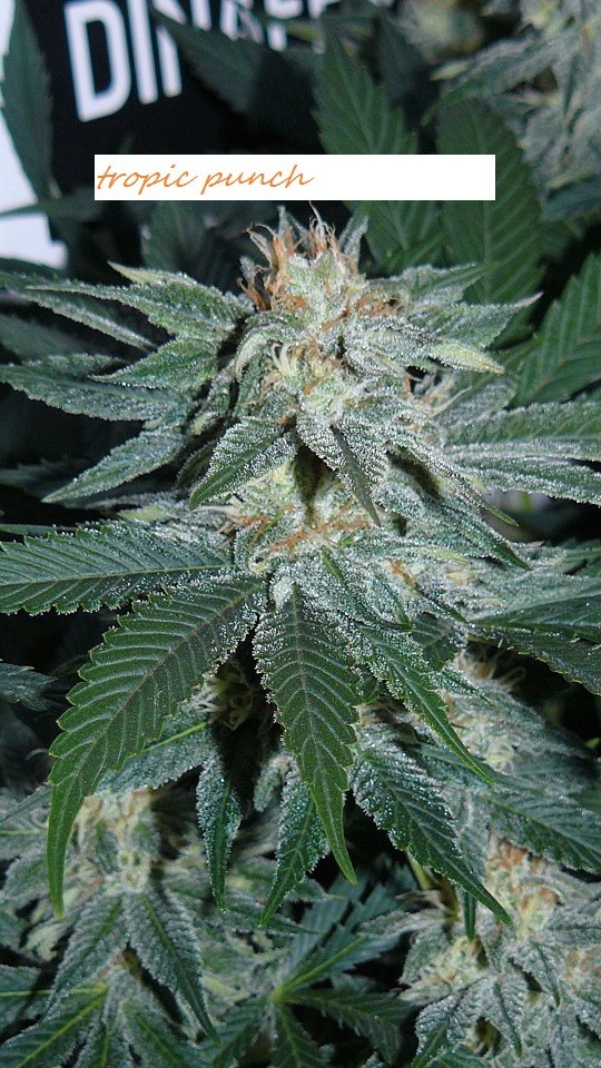 drobes light out! 005