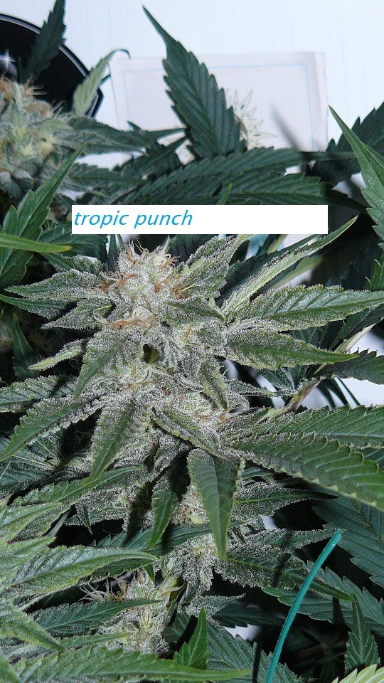 drobes light out! 010