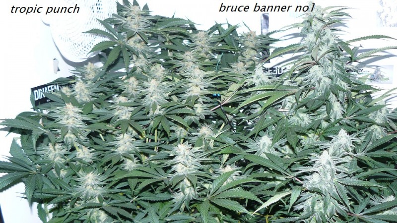 drobes light out! 016