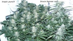 drobes light out! 016