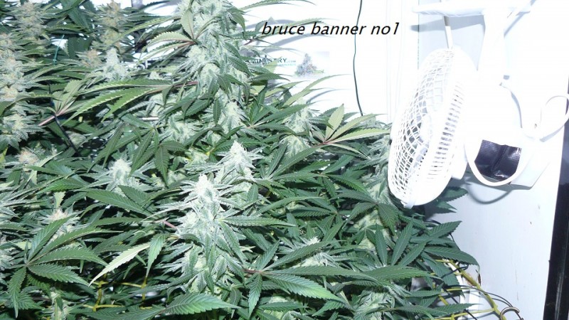 drobes light out! 017