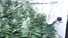 drobes light out! 017