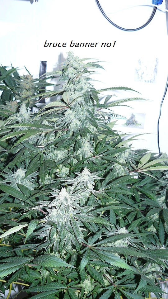 drobes light out! 018