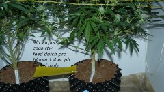 drobes light out! 020