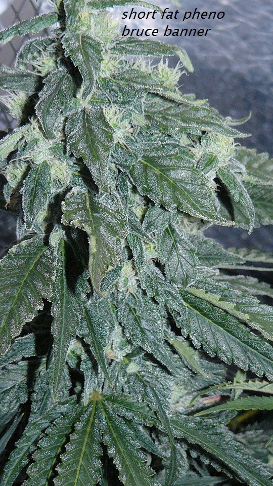 drobes light out! 026