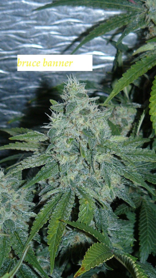 drobes light out! 031