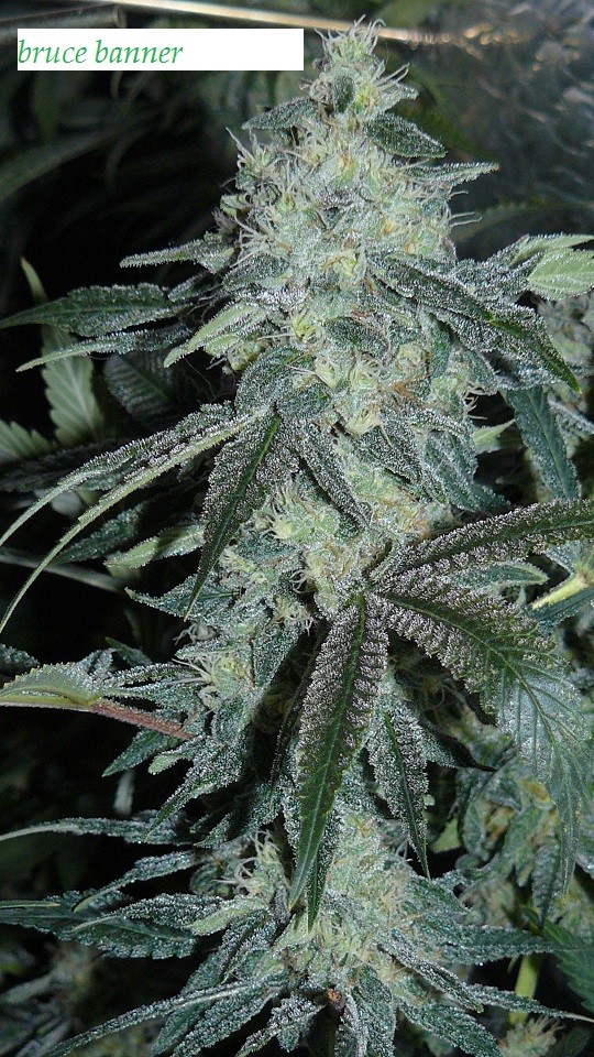 drobes light out! 035