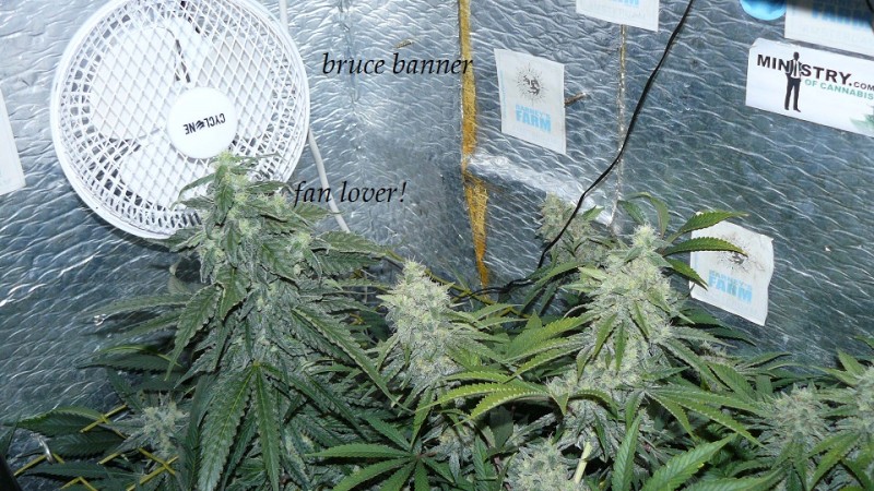 drobes light out! 038