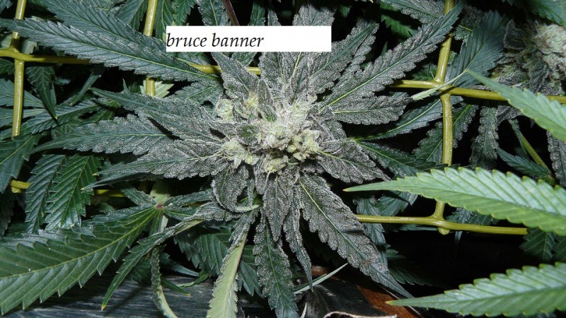 drobes light out! 039