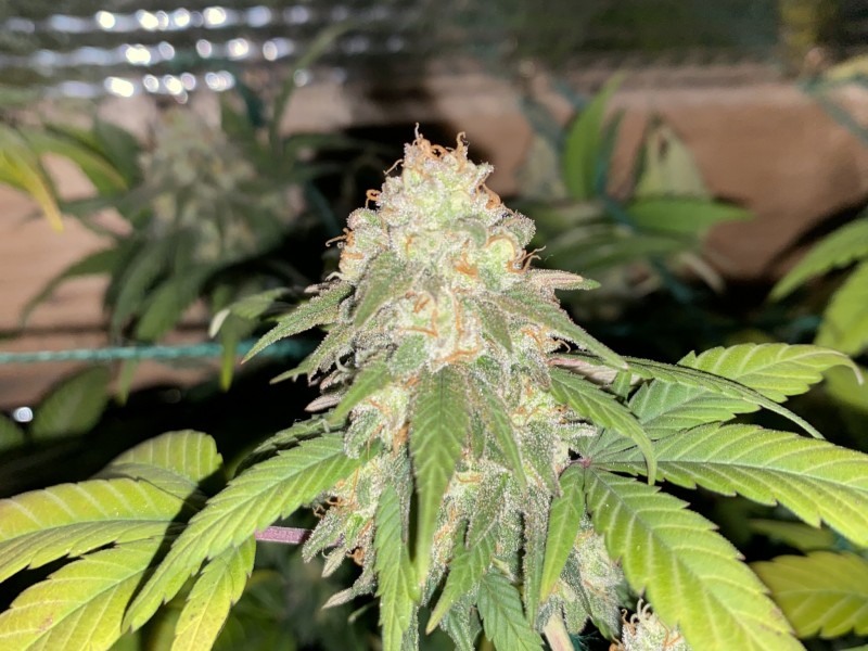 A79A83D6-88E1-4E4B-8CD4-2B145DF9793F