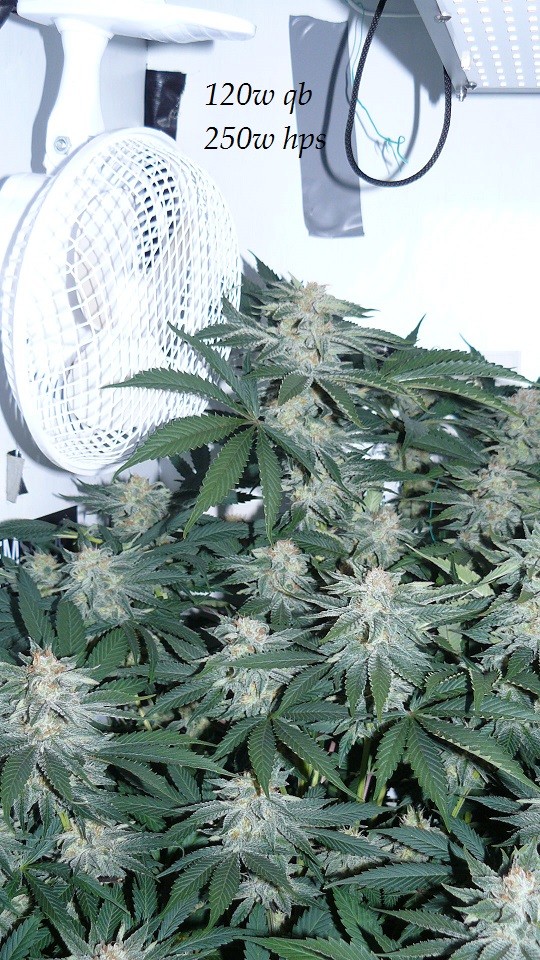 drobes budporn 2 002