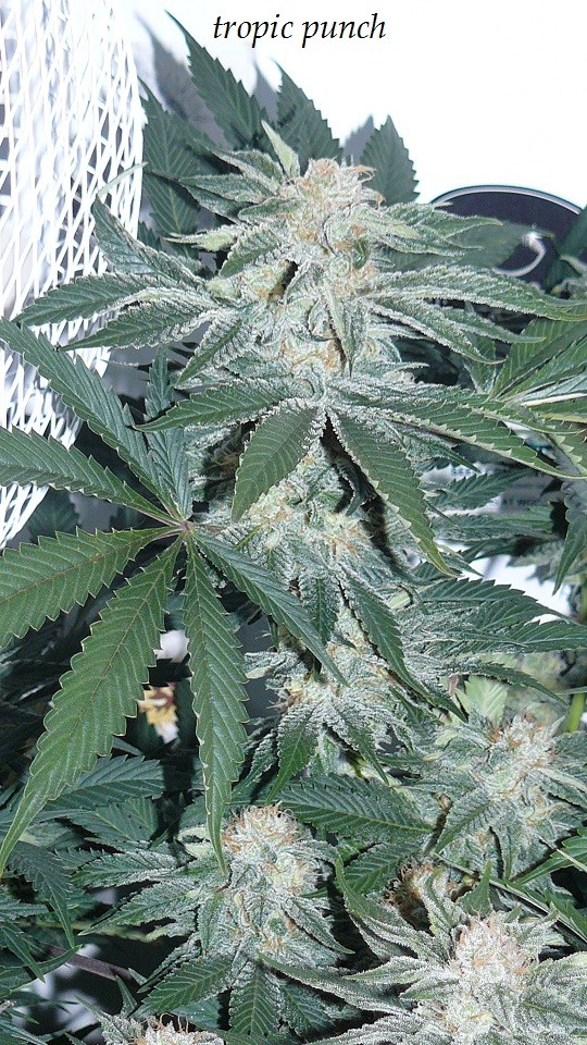 drobes budporn 2 008