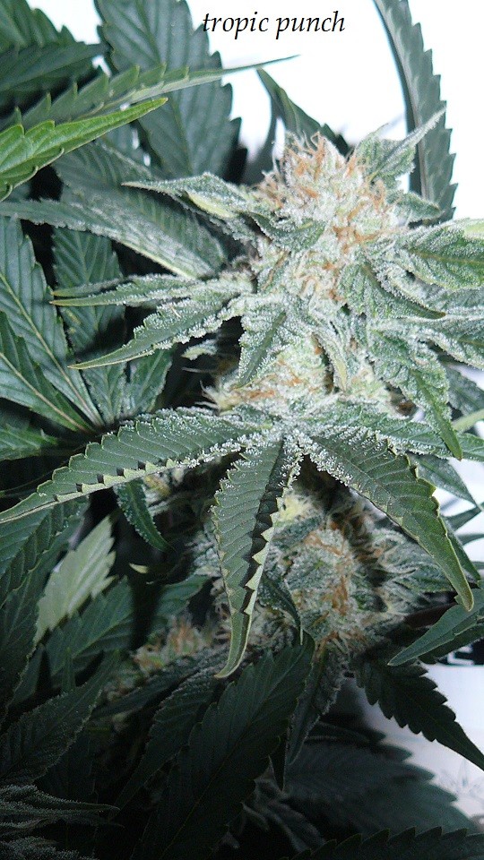 drobes budporn 2 013