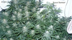 drobes budporn 2 024