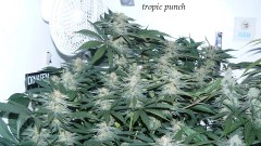 drobes budporn 2 025