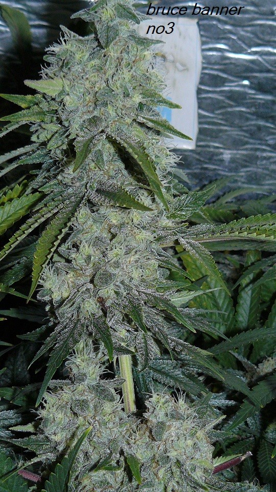 drobes budporn 2 035