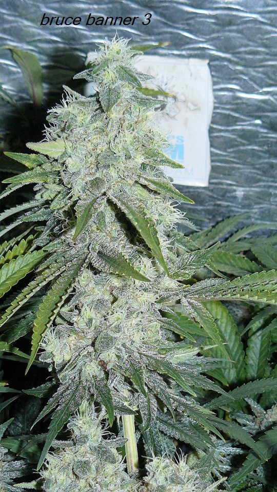 drobes budporn 2 036