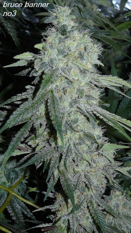 drobes budporn 2 037