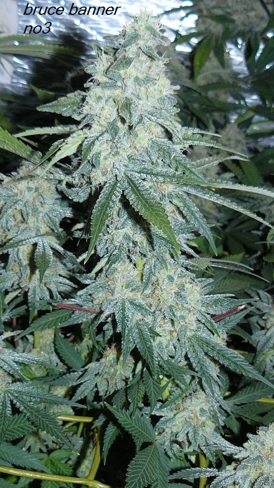 drobes budporn 2 038