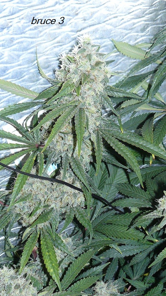 drobes budporn 2 040