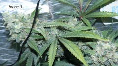 drobes budporn 2 045